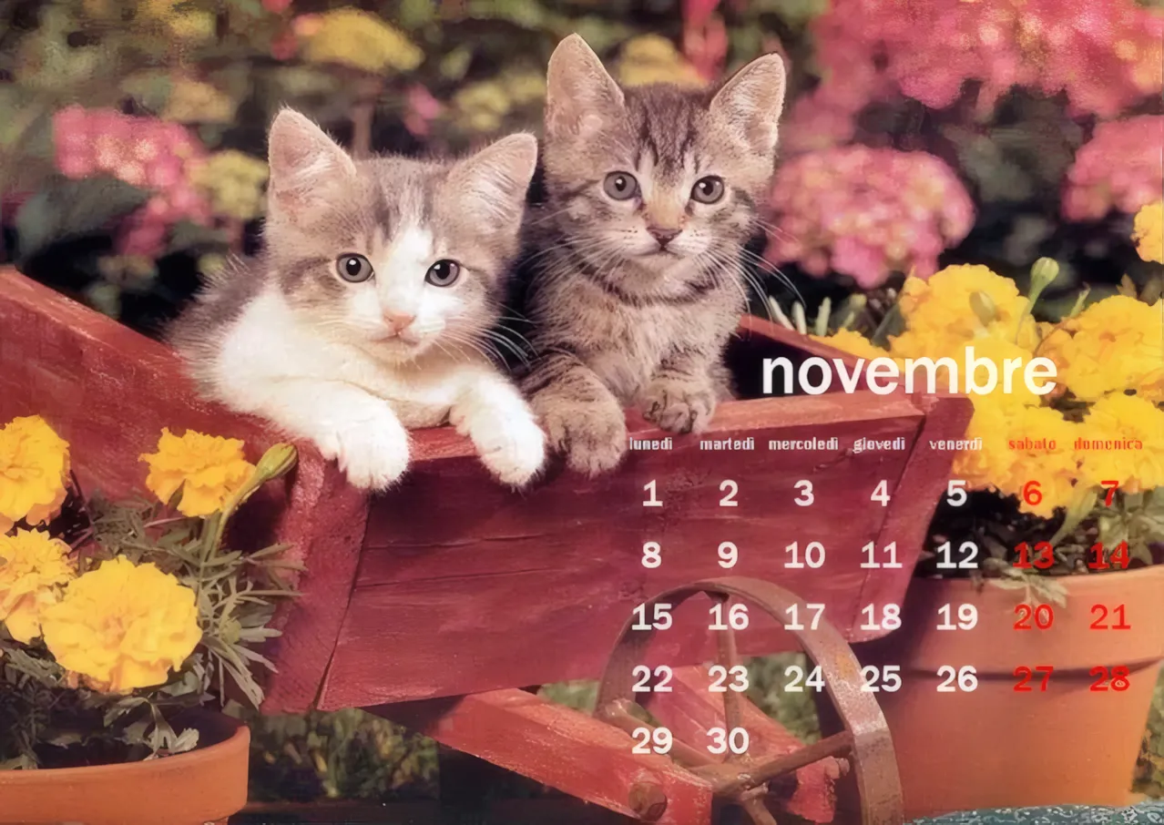 Calendari Novembre 2010 per Desktop — immagine 3